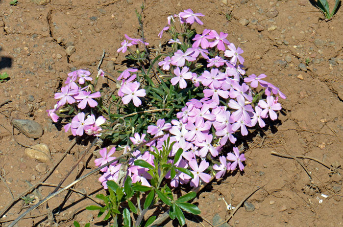 Phlox speciosa, Showy Phlox